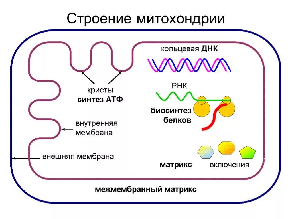 Синтез АТФ В митохондрии клетки схема. Жизненный цикл митохондрий. Строение митохондрии клетки. Атмитохондрии строение.