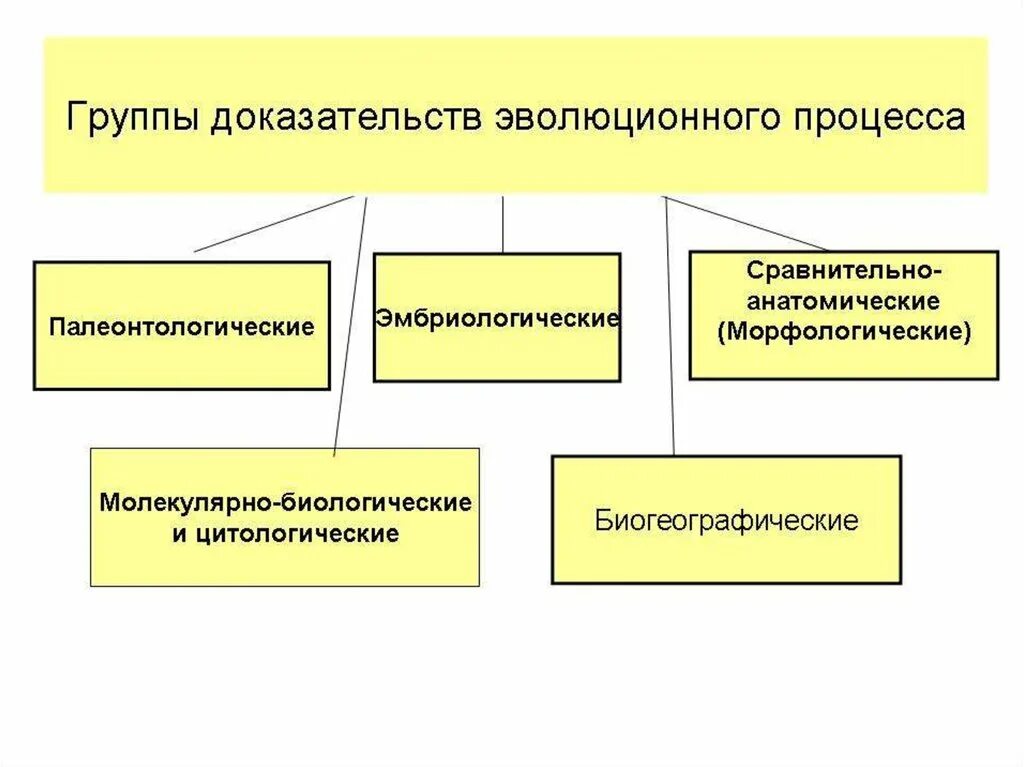 Свойства эволюционного процесса. Группы доказательств эволюционного процесса. палеонтологические и сравнительно-анатомические доказательства. группы доказательств эволюционного процесса таблица.