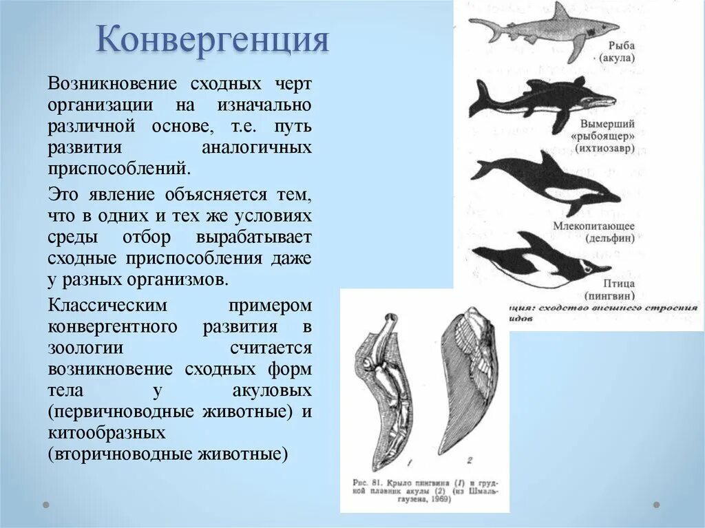 Дивергенция строение. Конвергенция это в биологии. Конвергенция примеры. Примеры конвергенции в биологии. Форма тела дельфина.