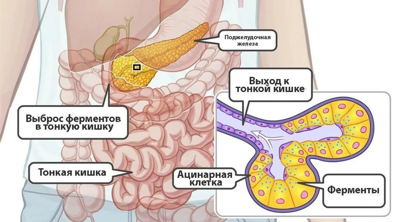 Поджелудочная железа расположение. Картинки поджелудочной железы человека. Поджелудочная железа на схеме человека. Фибролипоматоз поджелудочной железы что это