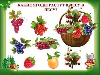 Спор затеяли в саду ягоды различные