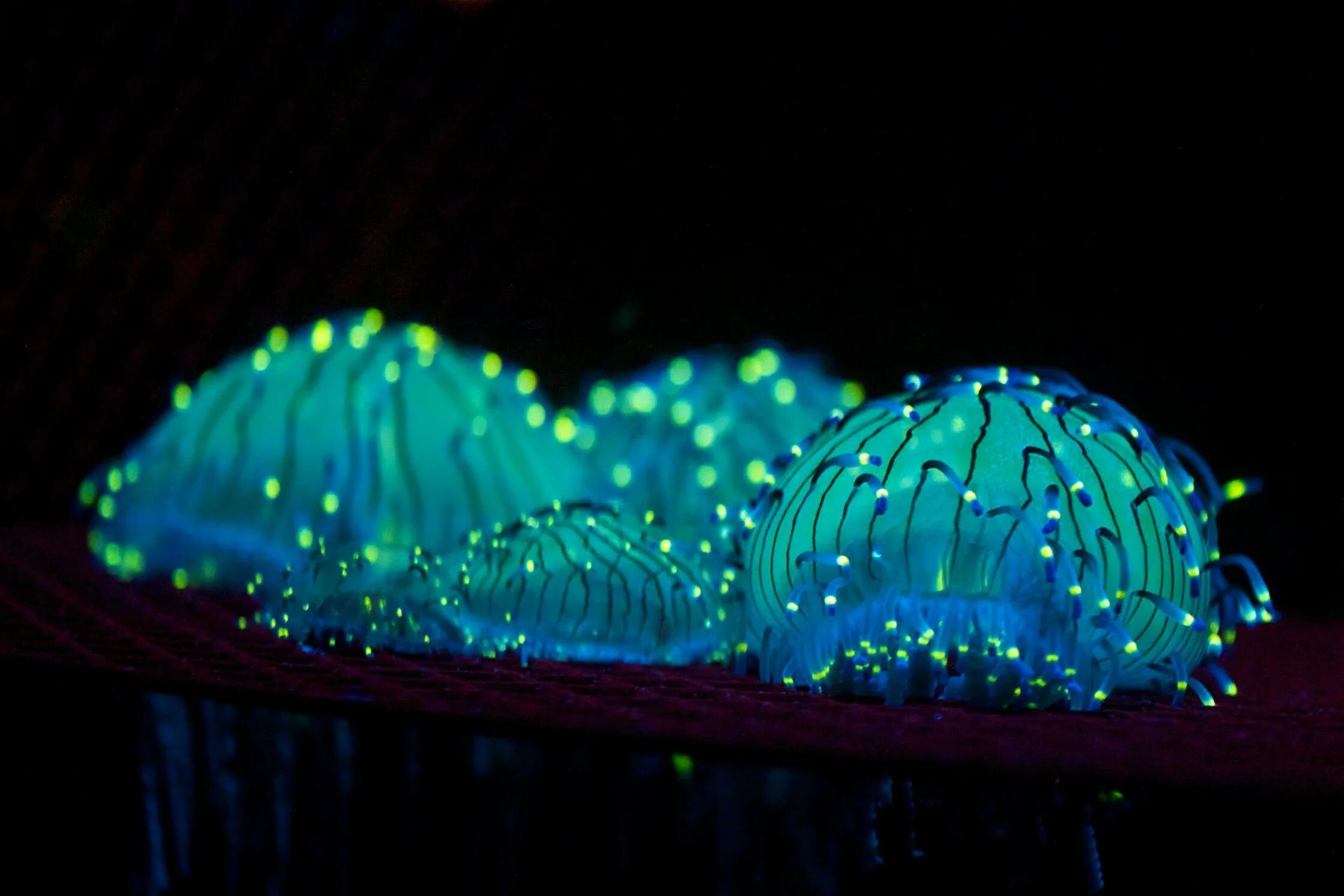 Светящийся форум. Люминесценция медуз. Фосфорные медузы. Светящиеся медузы. Светящаяся медуза.