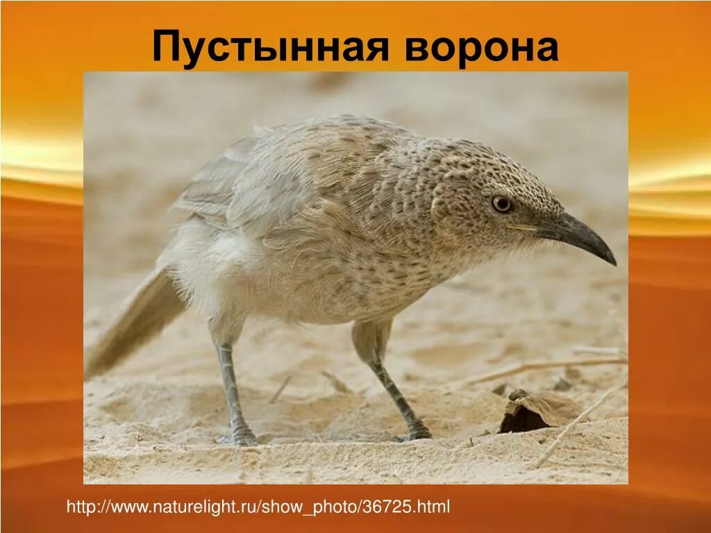 Какие птицы обитают в пустыне. Птицы пустыни. птицы пустыни россии. птицы обитающие в пустыне. птицы пустынь и полупустынь.