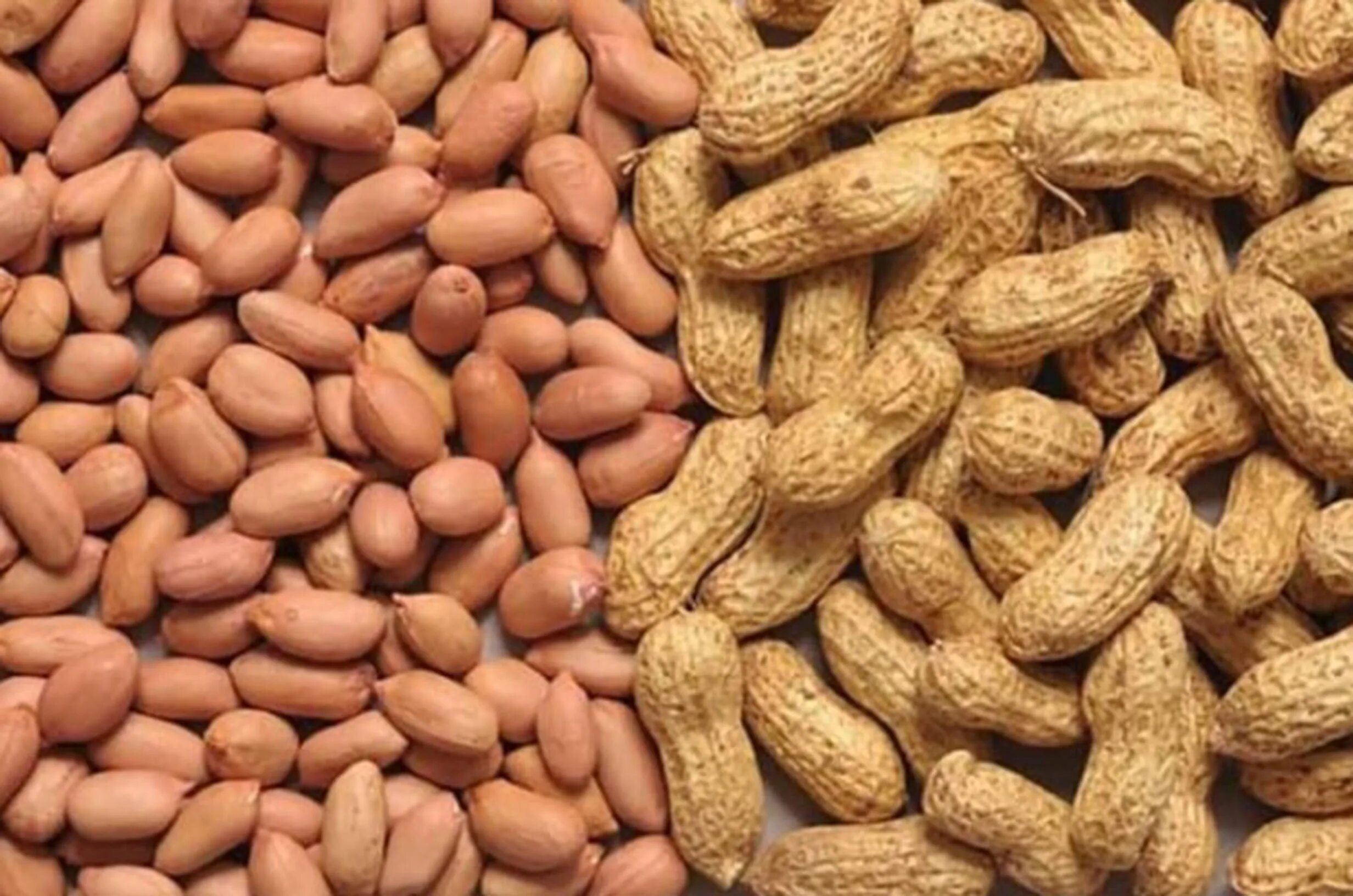 Арахис оптом. Groundnut. What is Peanuts. Peanut icon.