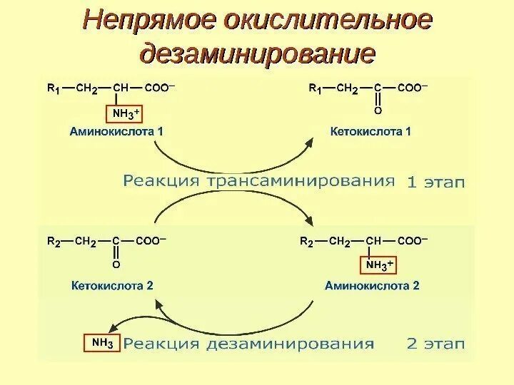 Реакция окислительного дезаминирования. Непрямое дезаминирование аминокислот биохимия. Непрямое окислительное дезаминирование глутаминовой кислоты. Окислительное дезаминирование аминокислот. Продукты окислительного дезаминирования аминокислот.