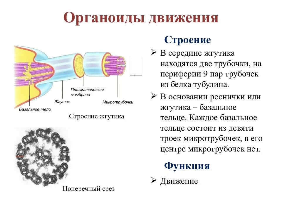 Реснички строение. Органоиды движения строение. особенности строения органоидов движения. органоиды движения реснички строение и функции. органоиды движения реснички и жгутики строение.
