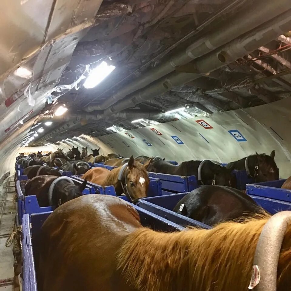Horse delivery airplane. Лошадь самолет. Лошадь в самолете. Конь в самолете. Лошадка на самолете.