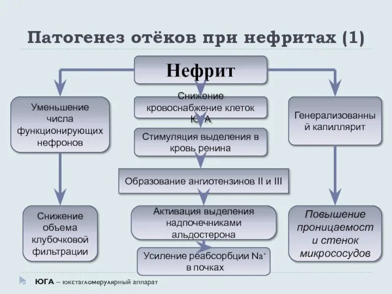 Механизм развития почечных отеков. Патогенез отеков. Патогенез почечных отеков. Почечные отеки этиология. Патогенез почки