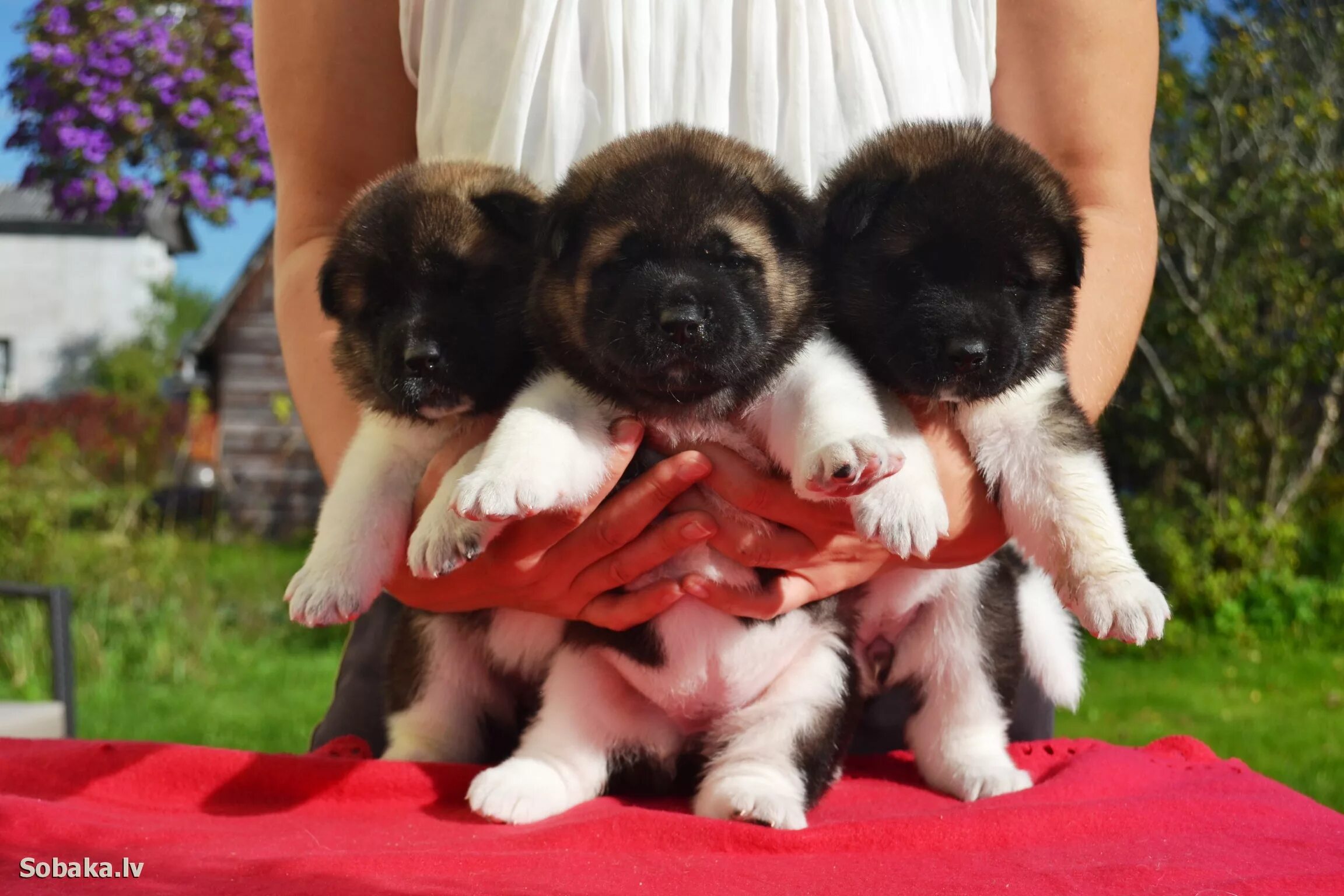 Download wallpaper 1920x1080 akita, puppy, dog full hd, hdtv, fhd, 1080p hd back