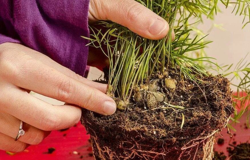 Аспарагус как размножаются. Аспарагус серповидный черенки. аспарагус перистый размножение. аспарагус шпренгера корни. черенкование аспарагуса перистого.