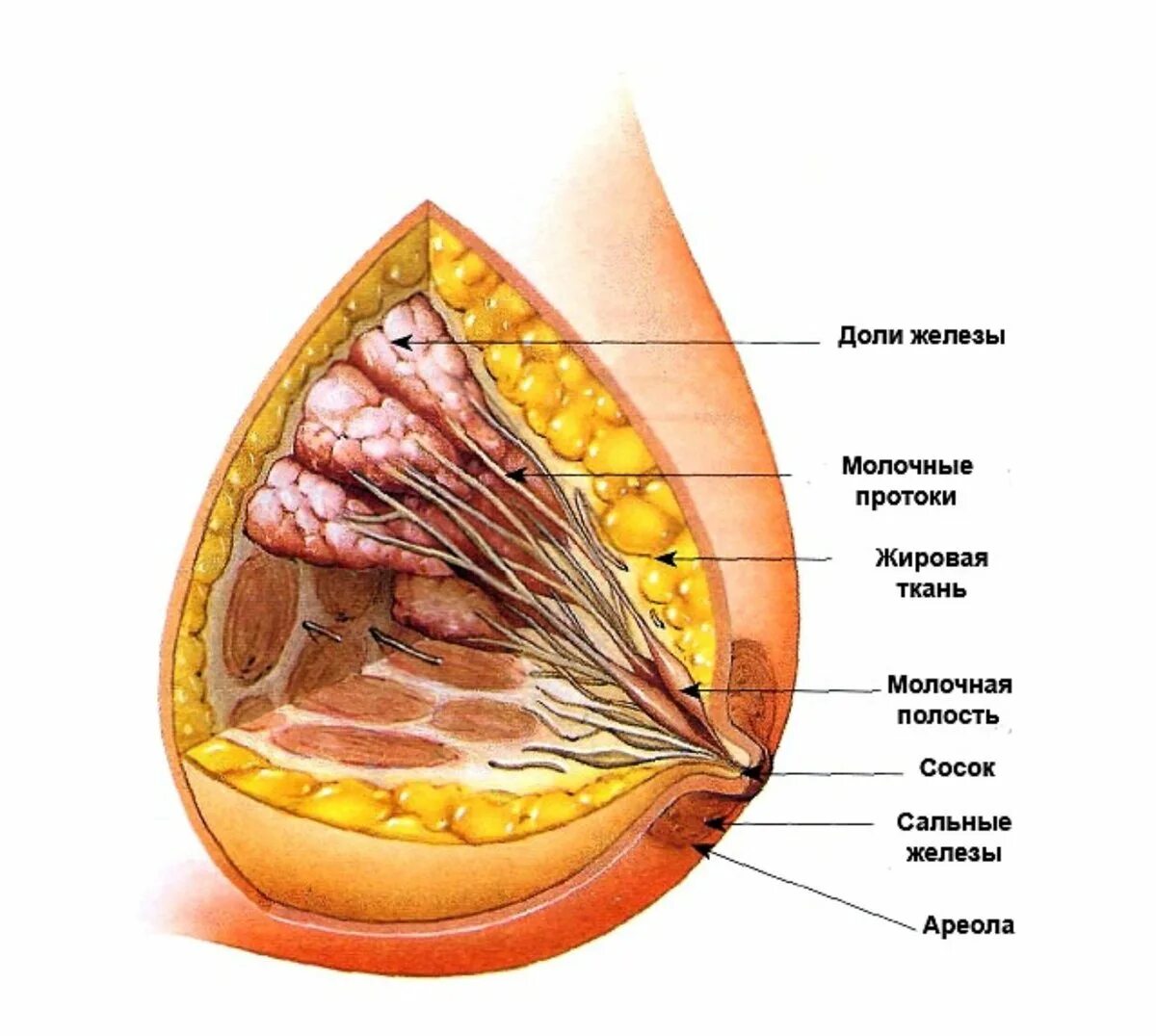 Доле груди. Строение молочной железы. Молочная железа анатомия. Молочная железа у женщин. Жировая ткань в груди.