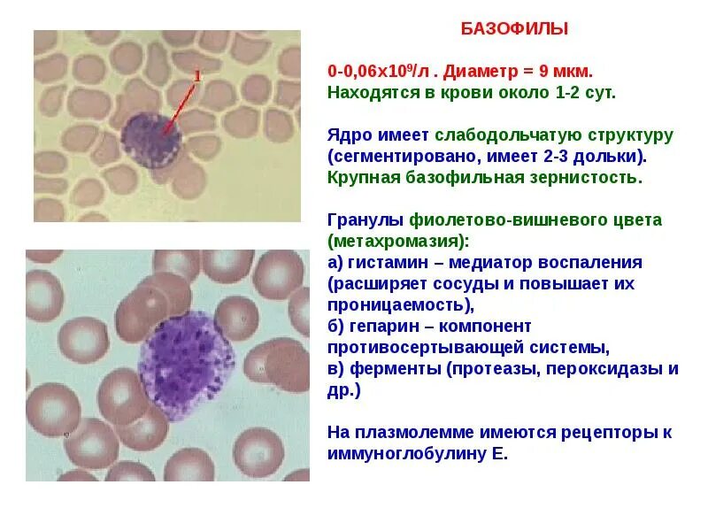 Базофилы 0.00