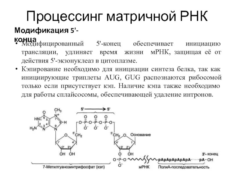 Кэпирование это биохимия. Кэпирование РНК. Кэпирование и Полиаденилирование. Процессинг биохимия. Процессинг синтез