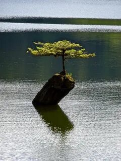 Водное дерево