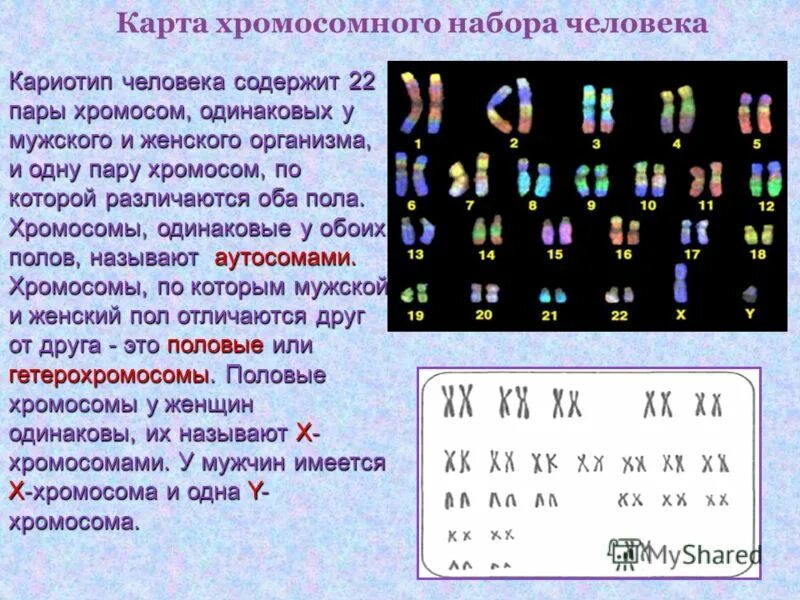 У каких животных нет половых хромосом