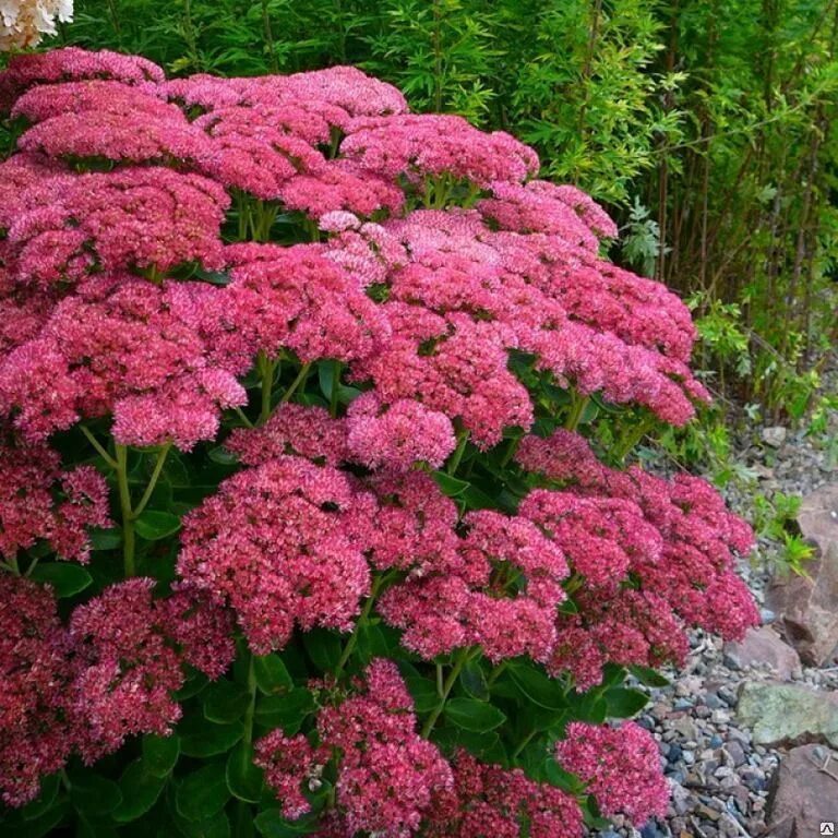 Очиток Видный (Sedum spectabile `Brilliant`). Седум Herbstfreude. Очиток гибридный Herbstfreude.