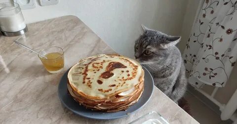 Котики с блинами картинки