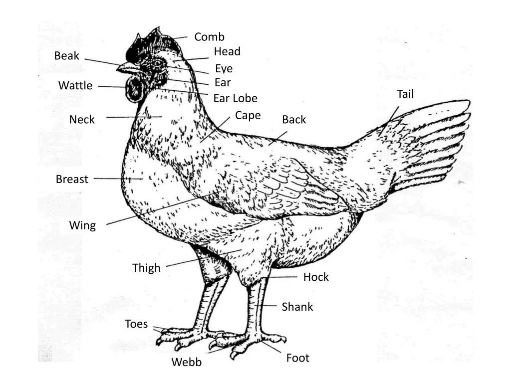 Внешнее строение курицы. Анатомическое строение курицы. Строение тела курицы несушки. Внутреннее строение курицы селезенка.