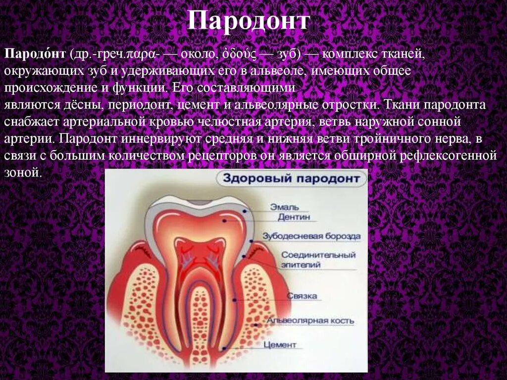 Функции тканей зубов. Анатомия строение зуба периодонт. Ткани зуба периодонт строение. Строение периодонта и пародонта зуба.