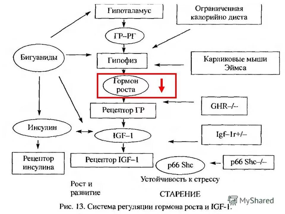 Гормон роста белок. Гормон роста схема. Гипоталамус гормон роста. Гипоталамус гормон роста Биосинтез белка рост организма. Гипоталамус гормон роста Биосинтез белка рост организма схема.