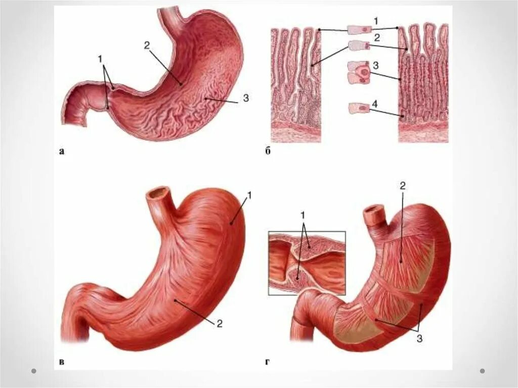 Пилорический сфинктер желудка анатомия. Оболочки стенки желудка анатомия. Мышечная оболочка желудка анатомия. Слои мышечной оболочки желудка. Слизистой оболочки желудка признаки