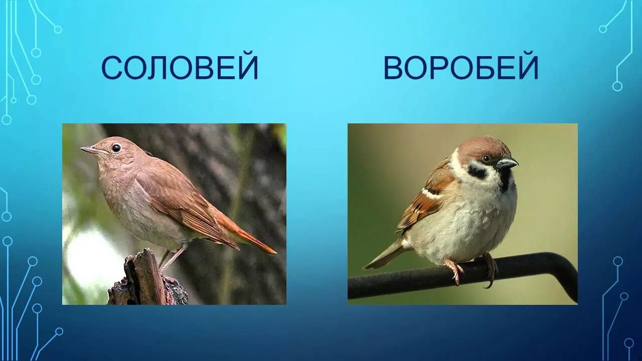 Ютуб живой гвоздь соловей. Соловей и Воробей. Соловей и Воробей сравнение. Сравнить соловья и воробья. Соловей Воробей разница.