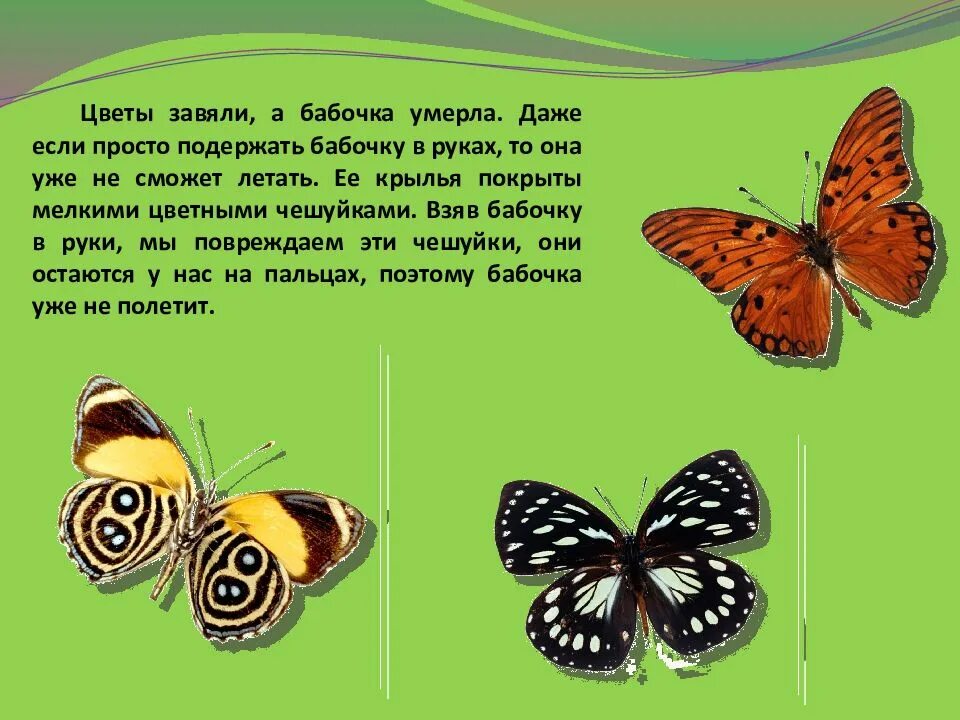 Интересное про бабочек для детей. Бабочка подох. Мир вокруг нас бабочки. Редкие бабочки интересные факты. Почему бабочка летает