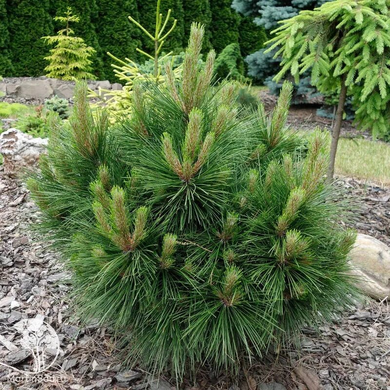 Сосна Горная mughus. Pinus tabuliformis. Сосна Веймутова Пумила. Сосна tabuliformis. Хвойные недорого