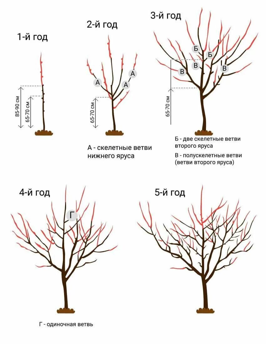 Как обрезать 5 грушу. Обрезка груши схема. Правильно обрезать грушу весной. Формирующая обрезка груши весной. Формировка кроны груши весной.