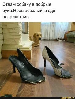 Веселый нрав это
