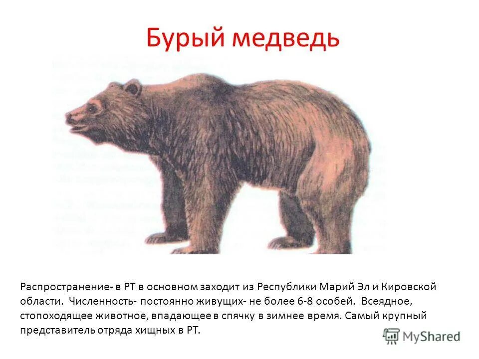 бурый медведь где.