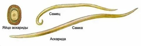 Круглые черви живут в