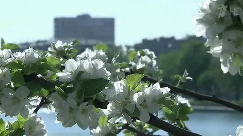 Стояла сухая ясная погода