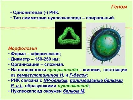 Положительный геном