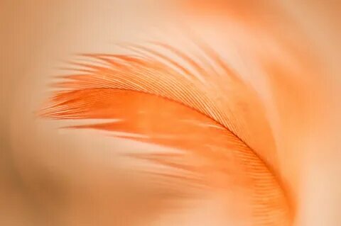 Soft world