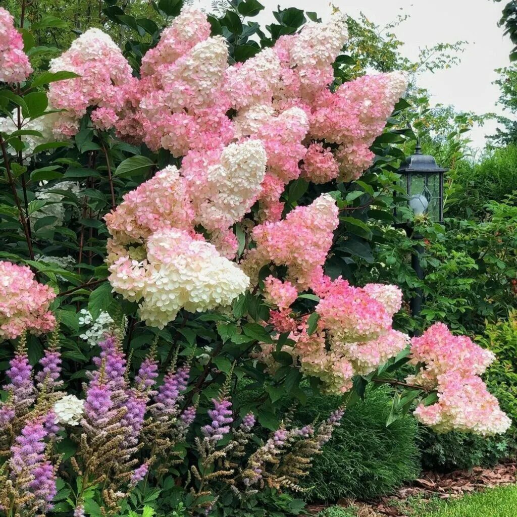 Пинк энд роуз гортензия метельчатая. Гортензия санд фрейз. Гортензия метельчатая ванилла. Гортензия метельчатая ваниль фрайз. Картофель френч фрайз.