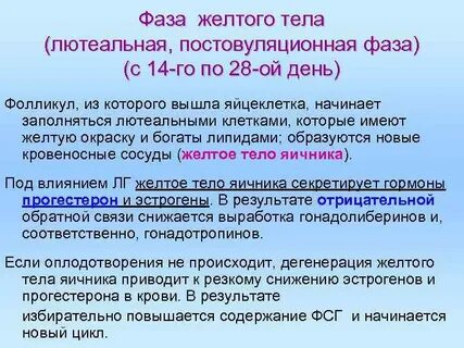 Вторая фаза желтого тела