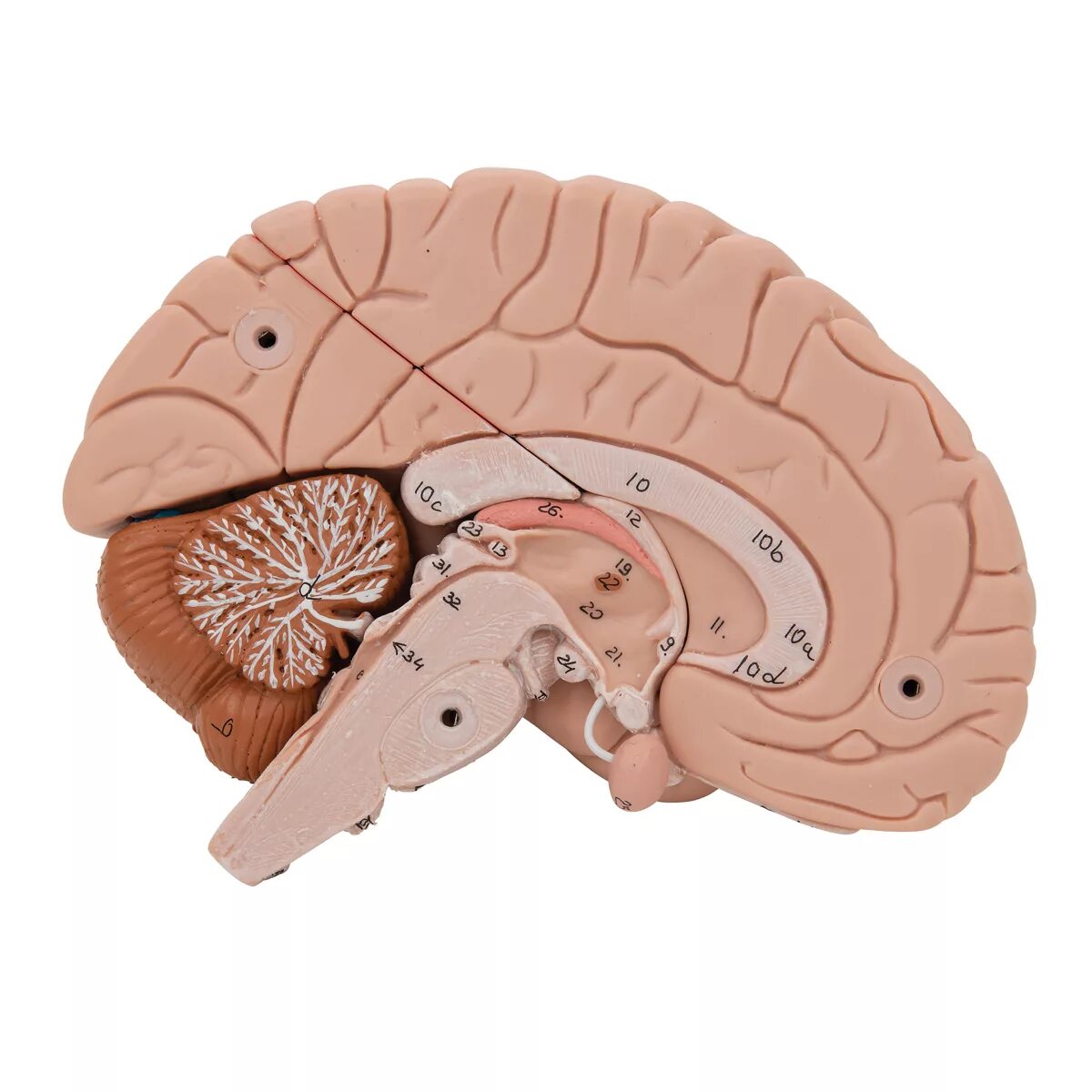 Brain 84. Компьютерная модель мозга. Моделирование мозга. Анатомическая модель головного мозга.