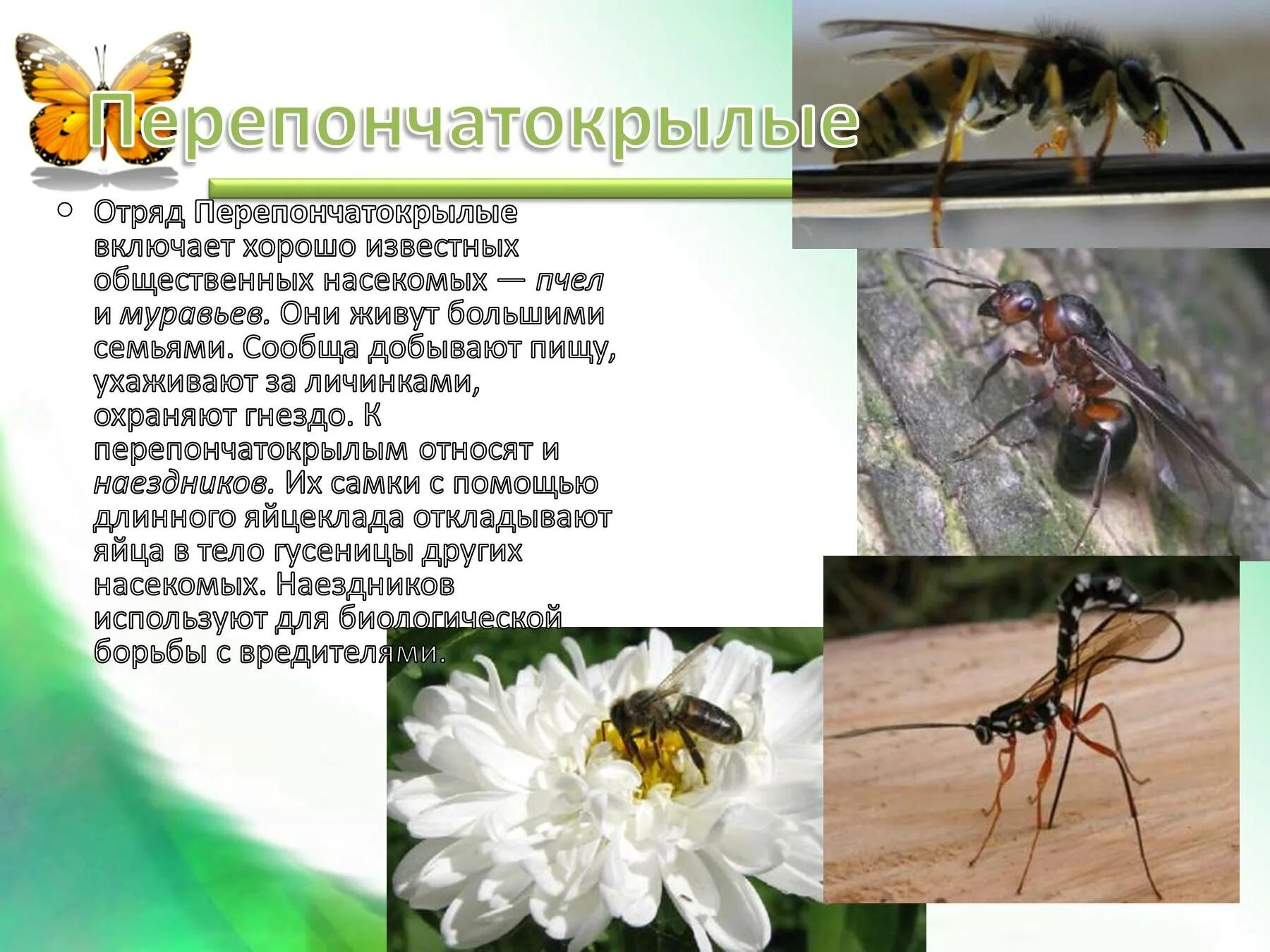 К бескрылым насекомым относятся. Отряд насекомых Перепончатокрылые общая характеристика. Общая характеристика перепончатокрылых. Отряд Перепончатокрылые муравьи. Пчелы общественные насекомые.