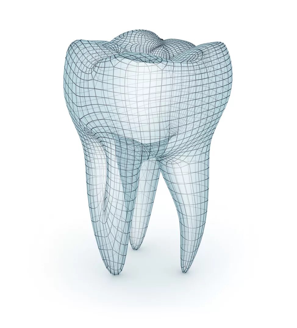 Зуб 3д модель. Зуб 3d модель. Полигональное моделирование зуба. Объемный зуб.