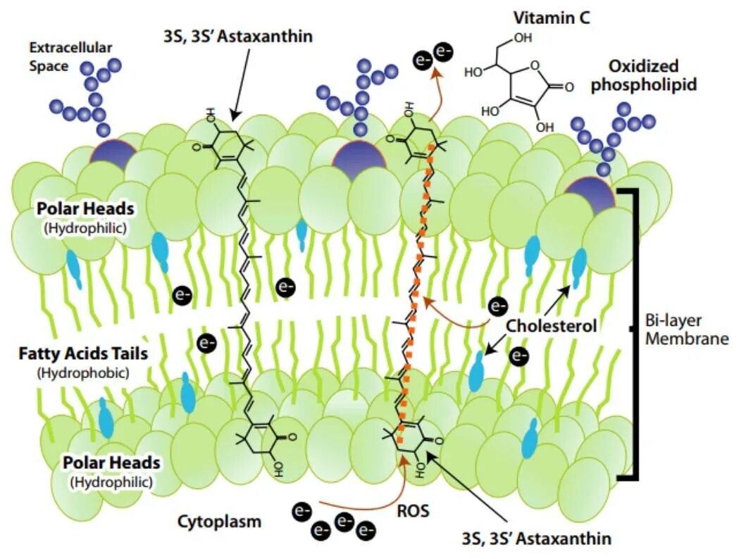 Cellular space. Астаксантин встраивается в мембраны клеток. Витамины в составе клеточных мембран. Клеточные мембраны и витамин е. Астаксантин молекула.