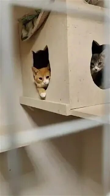 просто муся приют для кошек