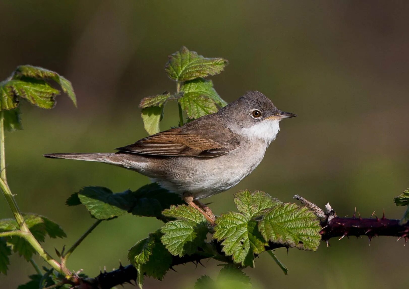 Garden Warbler (Sylvia borin). Birds of Siberia.