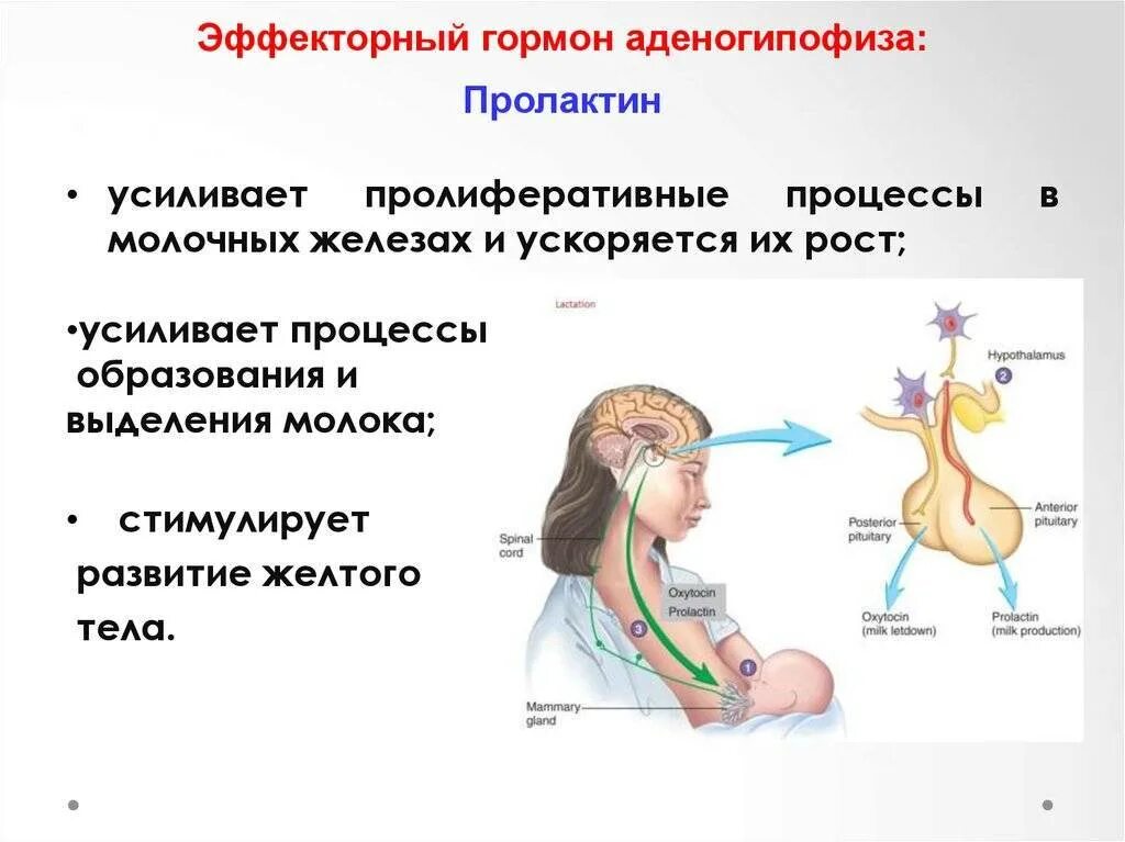 Признаки пролактина у женщин. Пролактин гормон гипофиза. Синтез пролактина биохимия. Пролактин рилизинг гормон. Пролактин функции.