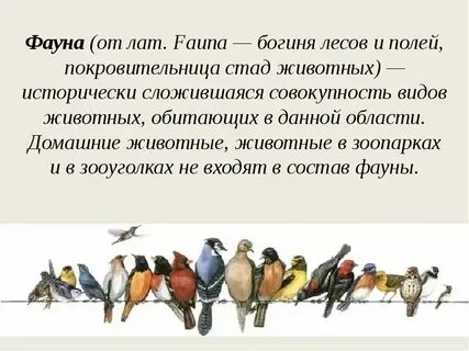 Фауна это определение