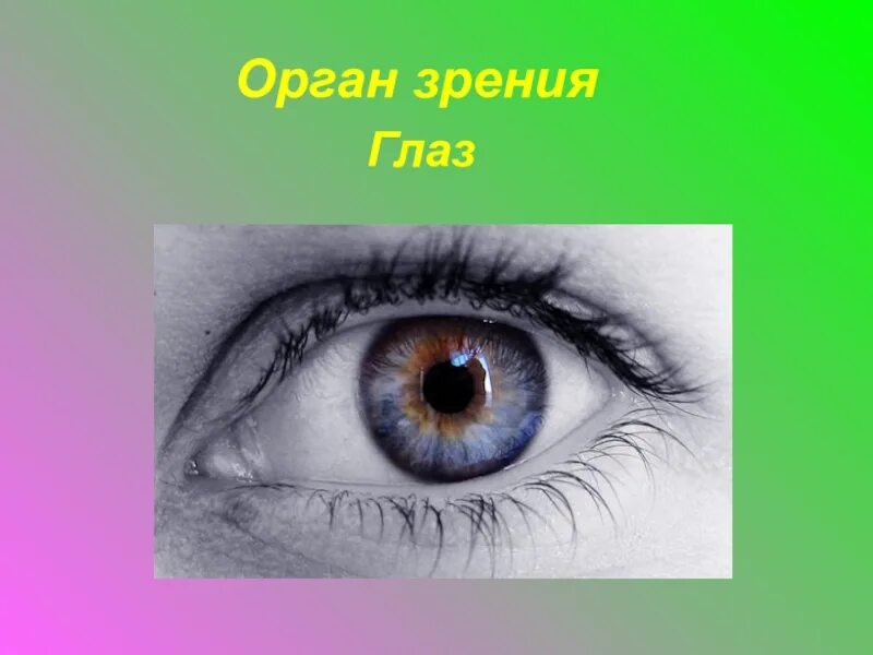 Органы чувств глаза. Глаза орган зрения. Глаз орган зрения 4 класс. Презентация на тему глаз.