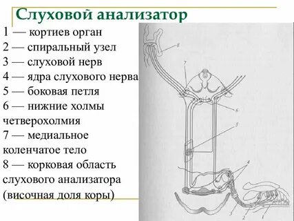 Узел орган