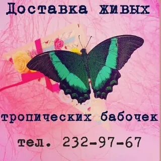 Бабочки красноярск