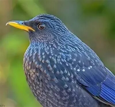 Синяя птица памира. Лиловый Дрозд (Myophonus caeruleus). Синяя птица лиловый Дрозд. Синяя птица из Тянь Шаня.