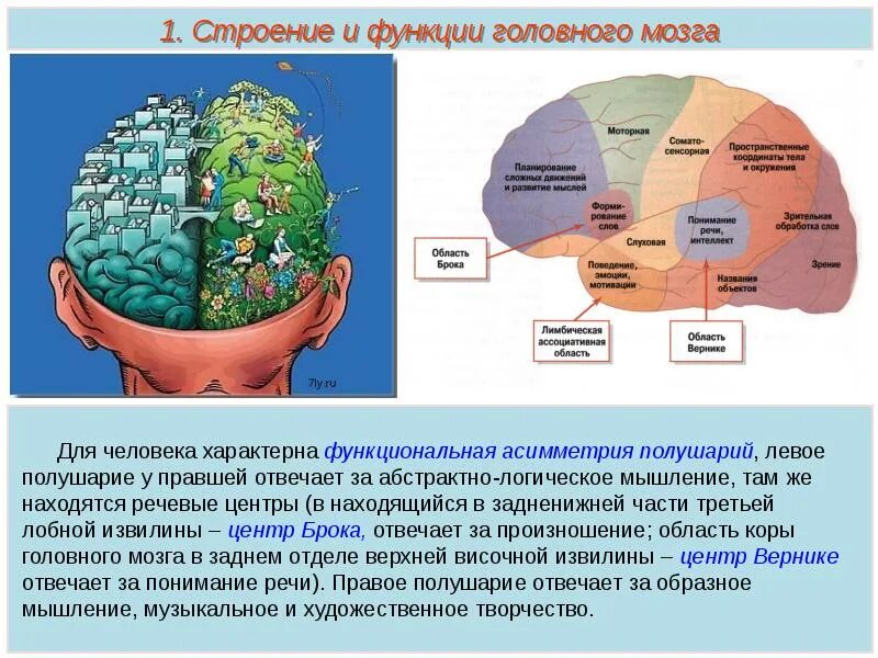 Доли больших полушарий головного мозга таблица. Функционирование головного мозга. Участки головного мозга. Доли головного мозга и их функции.